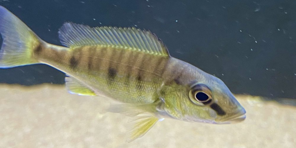 Boulengerochromis microlepis