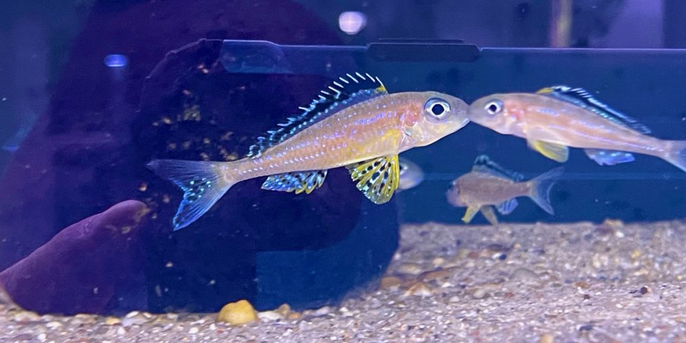 Xenotilapia papillo Tembwe