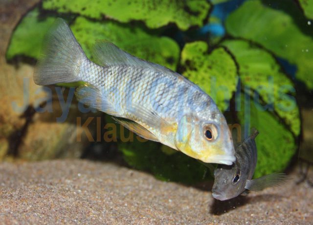 Gnathochromis pfefferi