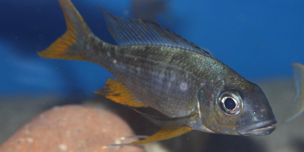 Opthalmotilapia Ventralis Ulwile wf