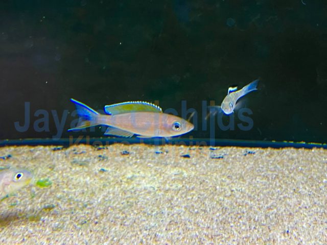 Paracyprichromis Brieni verlifer Kitumba