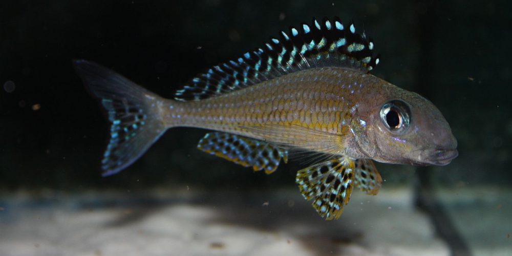 Xenotilapia papilio Tembwe