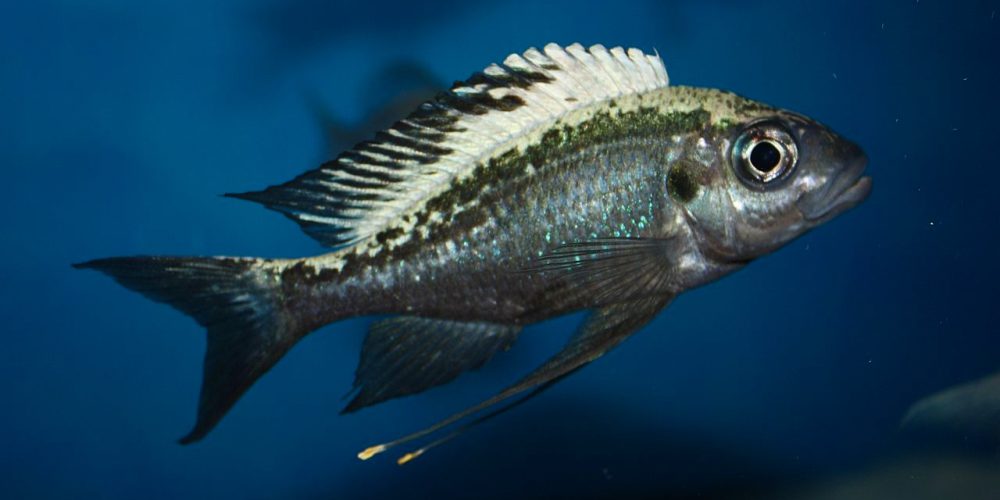 Opthalmotilapia Ventralis  kigoma