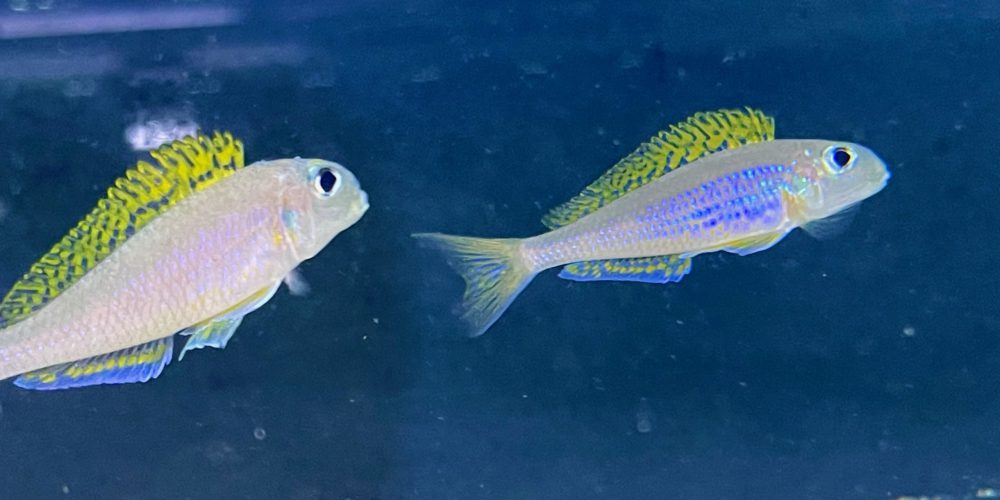 Xenotilapia flavipinnis kigoma