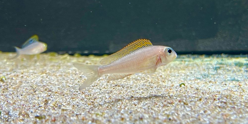 Xenotilapia flavipinnis Kiriza