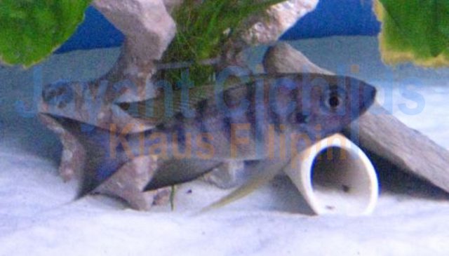 Ophthalmotilapia nasuta Sela