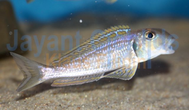 Xenotilapia ochrogenys Zongwe