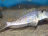 Xenotilapia ochrogenys Zongwe