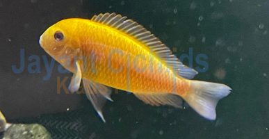 Tropheus moorii golden Ikola