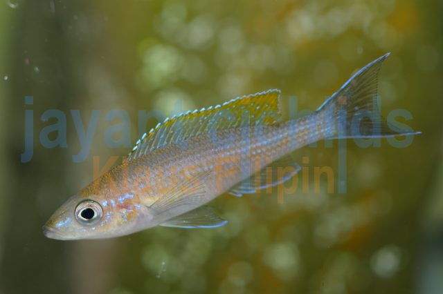 Paracyprichromis brieni Rumonge