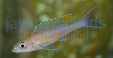 Paracyprichromis brieni Rumonge