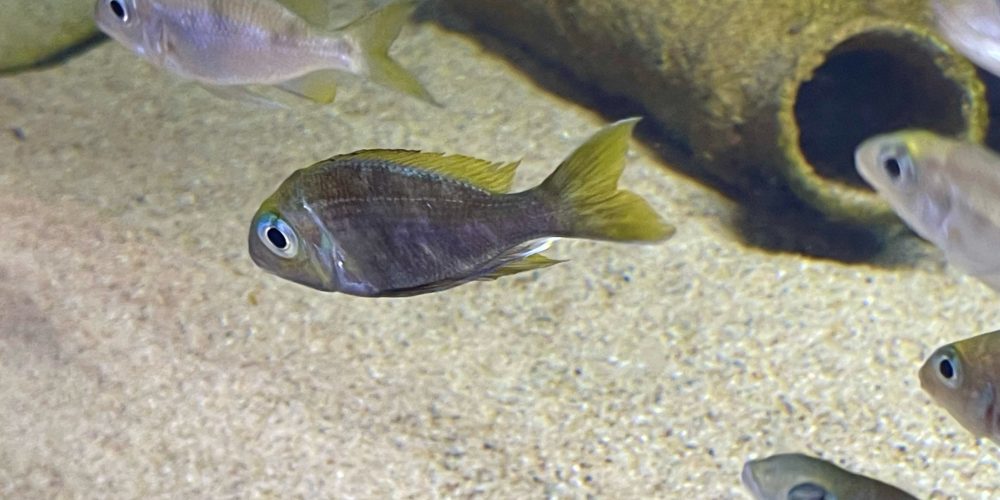 Opthalmotilapia Ventralis Namansi