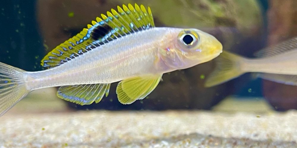 Xenotilapia papilio kasanga