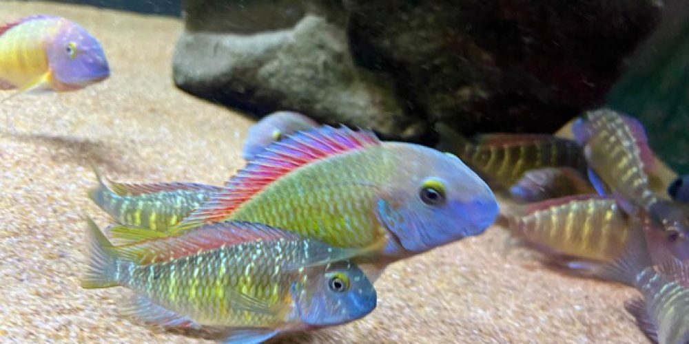 Tropheus red rainbow wf