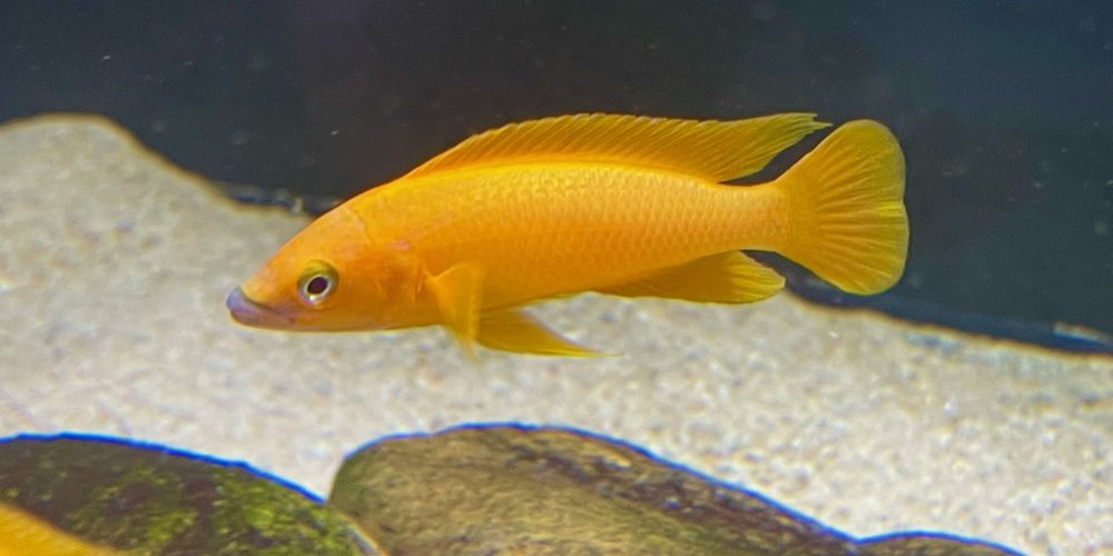 Neolamprologus leleupi orange 🍊