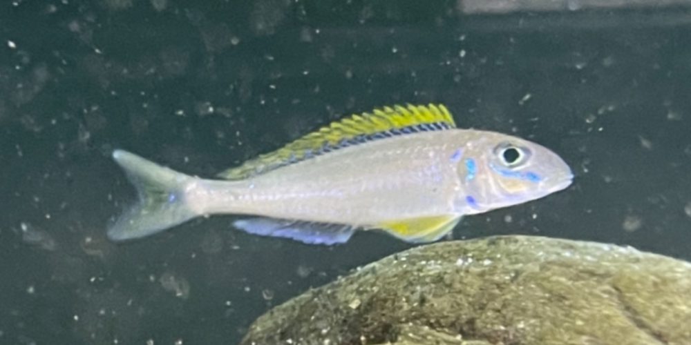 Xenotilapia flavipinnis Izinga wf