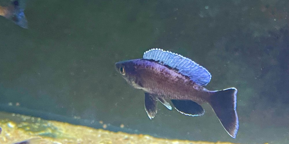 Cyprichromis leptosoma speckleback  moba