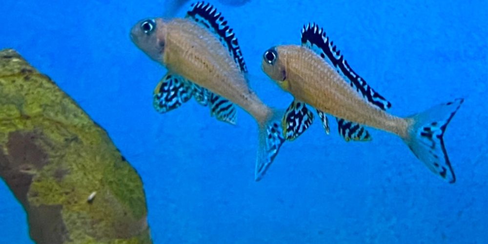 Xenotilapia papilio Tembwe