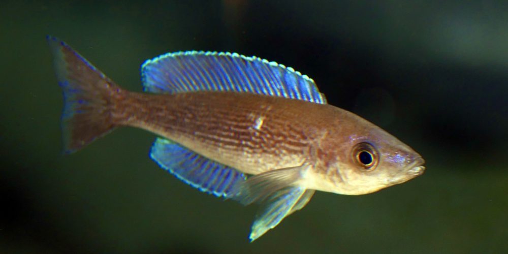 Microlepidotus  blue  safari