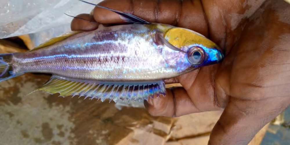 Benthochromis tricoti wf