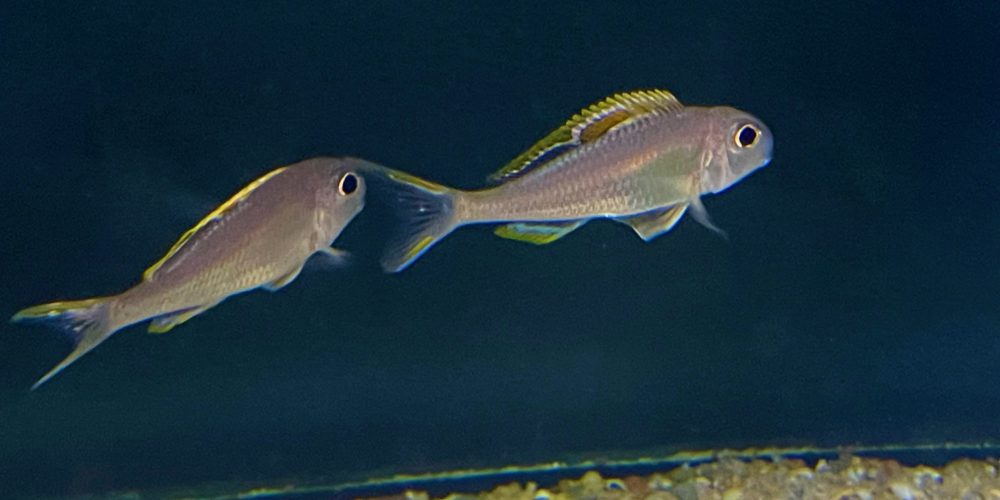 Xenotilapia nigrolabiata red princes