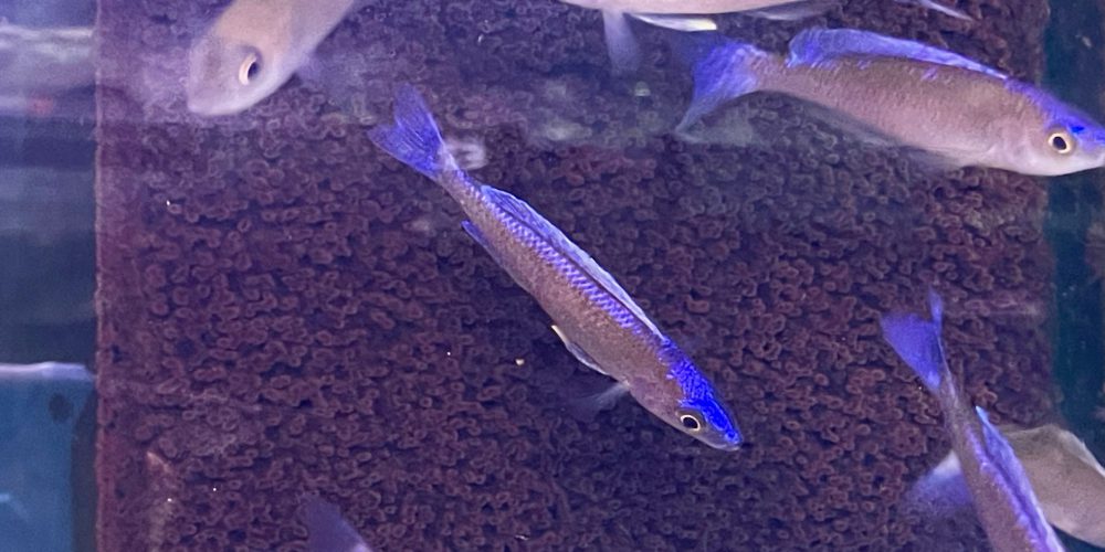 Cyprichromis leptosoma Kalambo