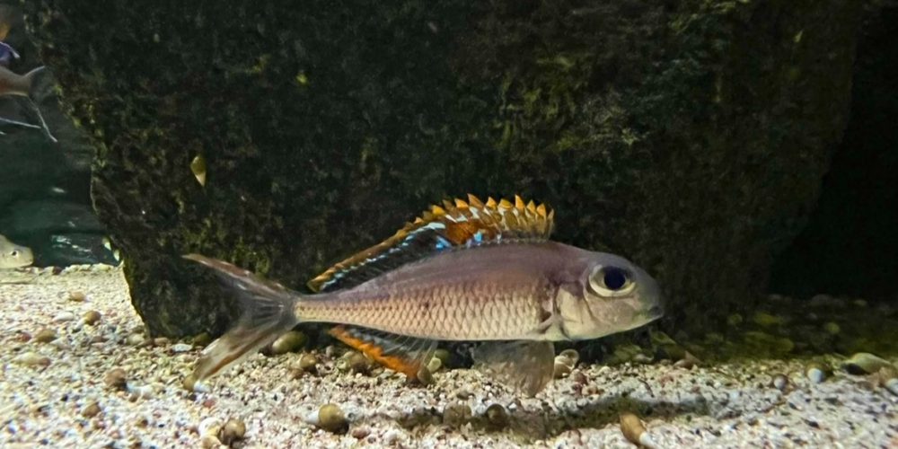 Xenotilapia red princes f1