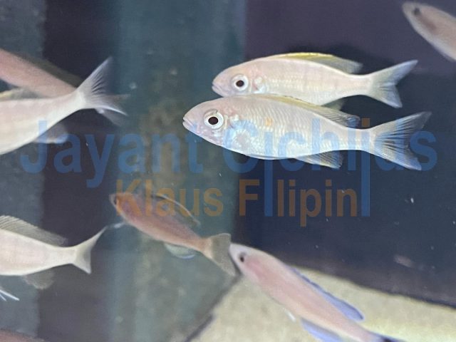 Ophthalmotilapia nasuta Albino