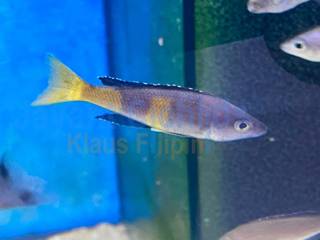 Cyprichromis leptosoma speckleback Moba