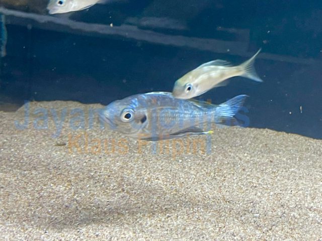 Ophthalmotilapia Ventralis Moba