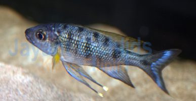 Ophthalmotilapia nasuta Resha