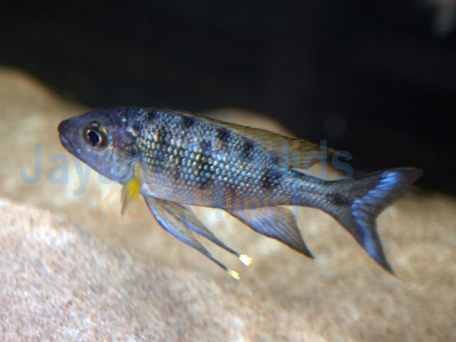 Ophthalmotilapia nasuta Resha