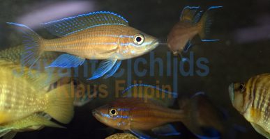 Paracyprichromis nigripinnis blue neon Chituta WF