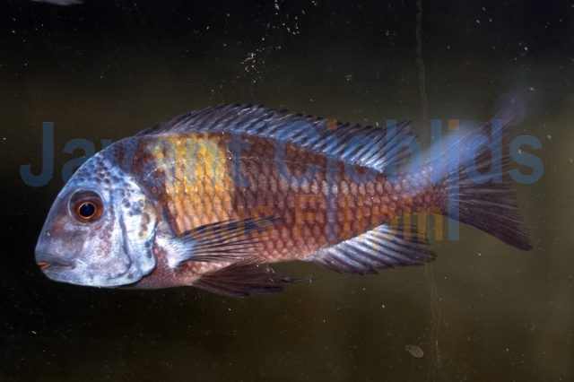 Tropheus duboisi Maswa