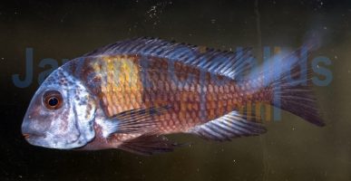 Tropheus duboisi Maswa