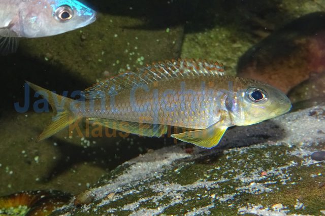 Xenotilapia flavipinnis red royal Kekese