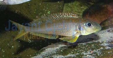 Xenotilapia flavipinnis red royal Kekese