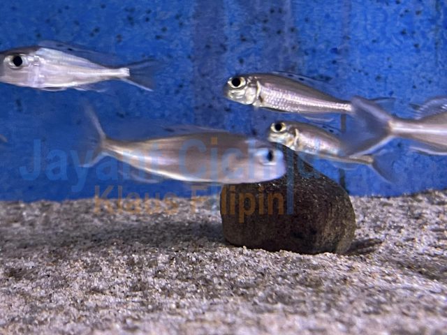 Xenotilapia ornatipinis Burundi