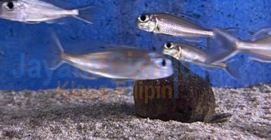 Xenotilapia ornatipinis Burundi