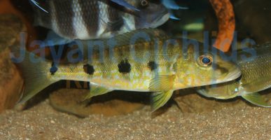 Boulengerochromis microlepis