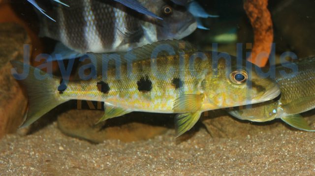 Boulengerochromis microlepis