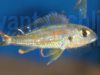 Callochromis macrops