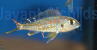 Callochromis macrops