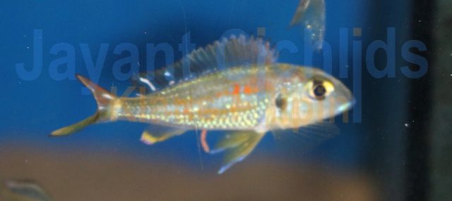 Callochromis macrops