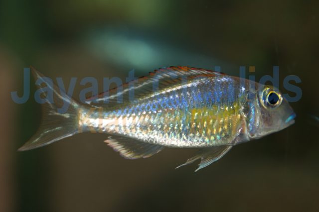 Callochromis pleurospilus Ujiji