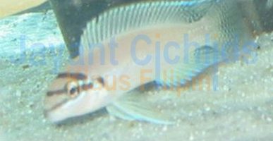 Chalinochromis brichardi