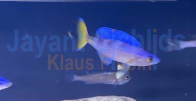 Cyprichromis leptosoma blue flash Mvuna