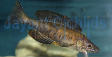 Cyprichromis microlepidotus Kiriza Black