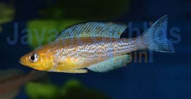 Cyprichromis microlepidotus Caramba