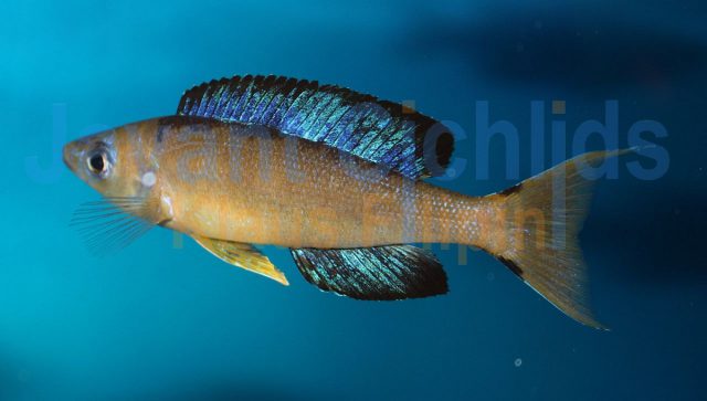 Cyprichromis microlepidotus Karilani